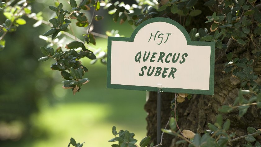 Hotel con terme vicino a Venezia: Hotel Garden Terme Cartello verde con nome della pianta Quercus suber in un giardino